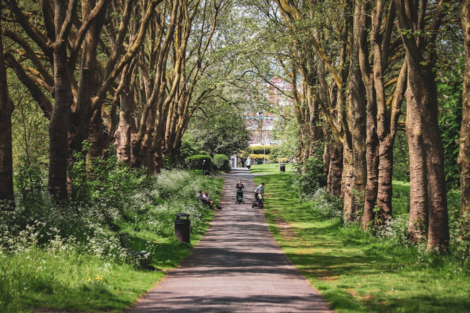 A tree-lined pathway in a park during daytime, with tall, mature trees arching overhead and their branches forming a canopy. The path is paved and flanked by lush green grass and flowering plants, with small shrubs on the sides. Several people are visible along the path; some are walking, others are sitting on benches, and a few are pushing strollers or walking with children. An area of sunlight filters through the trees, illuminating sections of the path and surrounding greenery. The park environment appears peaceful and well-maintained, suitable for relaxing or casual walking, reflecting typical elements involved in house removals and home relocation projects managed by Man with Van Enfield Wash, with the setting emphasizing the importance of organized transport and offloading processes within natural surroundings.